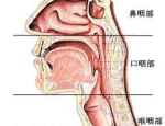 咽炎贴是一种专门针对咽炎症状的治疗用品，通常由中药成分组成，通过贴敷在特定穴位上，达到缓解咽炎症状的目的